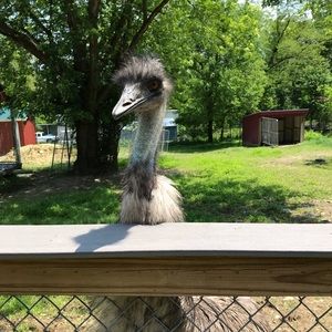 Meet your Posher, Morgan